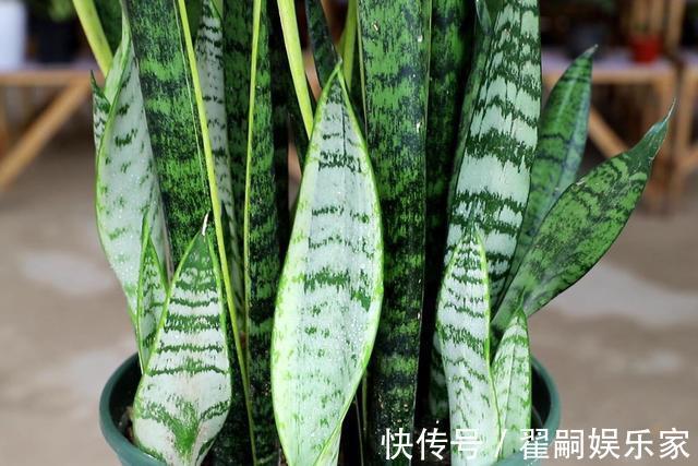 秋天养虎皮兰，简单“2步”，侧芽呼呼冒，叶片蹭蹭长爆盆