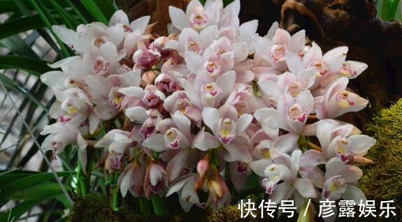 想养花试试“国香”,不仅开花90天,还超好养,香气飘满屋