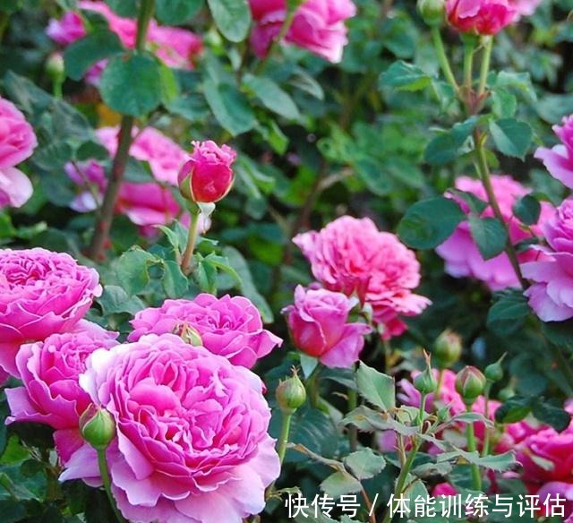 如何让月季弱苗在春天满血复活让你的月季抓住春风长成壮苗吧!