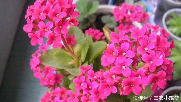圣诞伽蓝菜|长寿花就该这样养, 阳台变成了烂漫“花海”!
