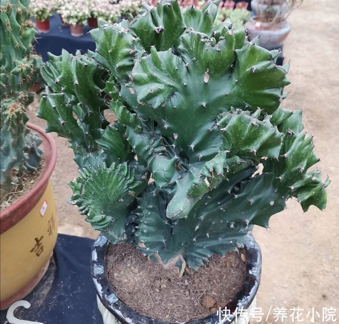 旺宅|家中养盆“玉麒麟”,招财旺宅寓意好,还容易养护