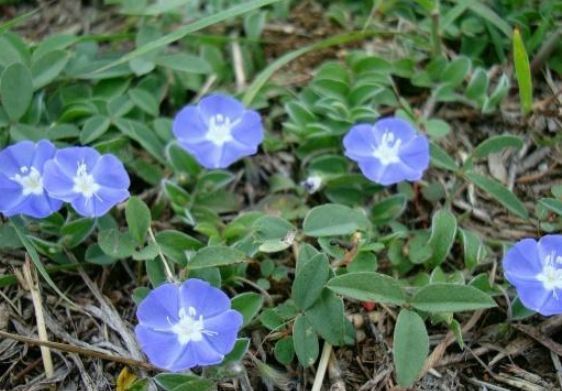 腰腿痛|农村一种常见植物，遇到不要踩踏，做香料炖鸡味道一绝，很珍贵