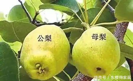 蔬菜水果|水果也有公母,母水果甜如蜜,不会选就亏大了