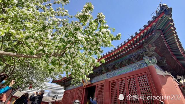 丁香盛开智化寺