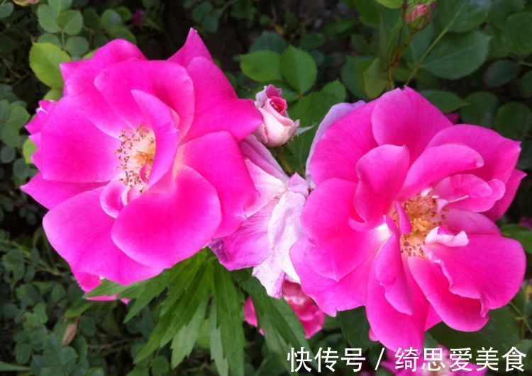 花期超长的室内盆栽,四季开花,开花能力极其惊人,四季繁花似锦