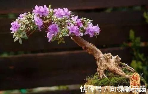 马萨德|神奇!这个开花树居然可以长成这样震撼世人!真是太美了