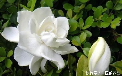 要点|养栀子花,记住4个要点,叶子绿,开花多,旺盛增1倍!