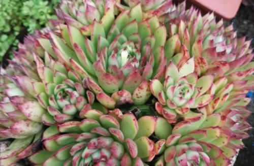 冬季给多肉补光的方式有哪些?建议露养为佳,无条件露养则使用补光灯