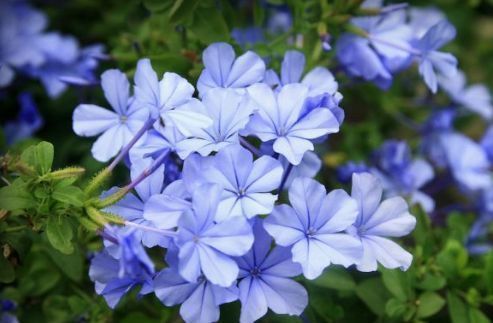 沙漠玫瑰|几种最漂亮的花，不输牡丹月季，花香四溢，四季开花