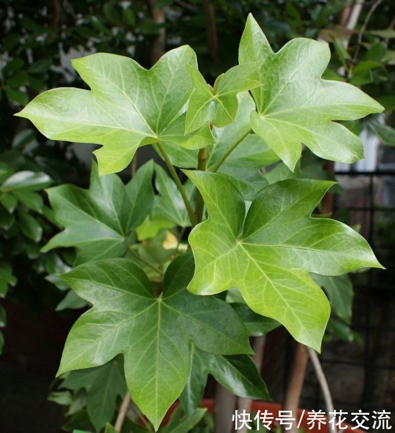 叶片|枝叶长得特别壮观的八角金盘，品种还挺丰富，适合养成室内大盆栽