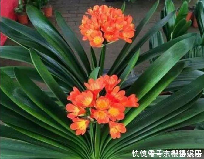 君子兰|养花就养4种花，家里养一盆，日子红火财运滚滚，好看极了