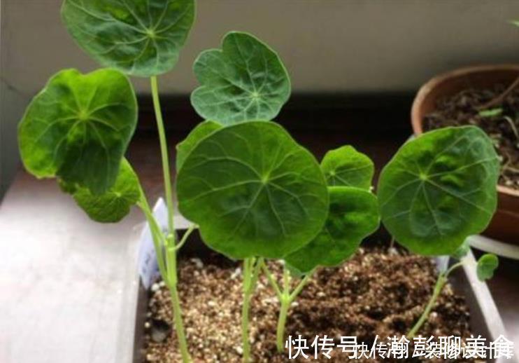 旱莲花|它是冬天里的“主角”,只需一粒种子,几个月就能花开上百朵!