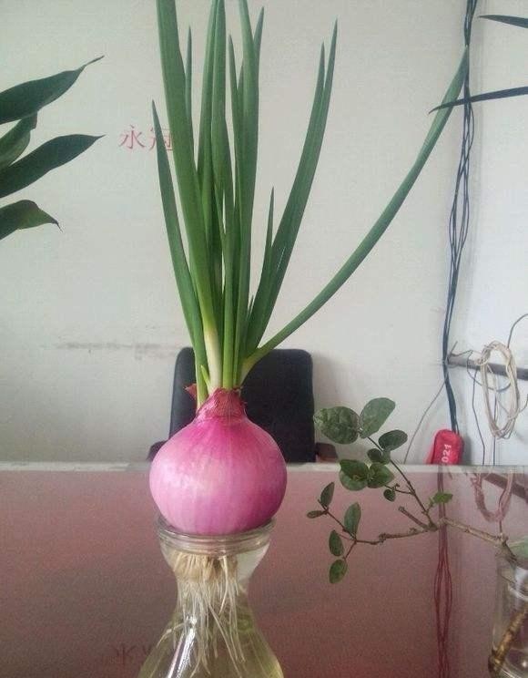 水里|厨房5种“再生菜”,菜头别扔,插水里变盆景,长得飞快,再炒菜