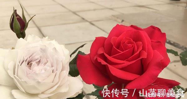 3款很漂亮的盆栽花卉，花朵漂亮，养护简单，周年开花，值得入手