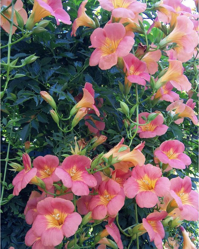 黄叶|5种“漂亮花”,夏天“使劲浇”,缺水就黄叶,不是勤快人,别养