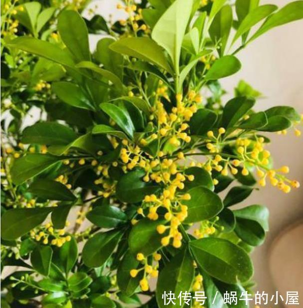 聪明人都养4种花，个个美出状态，花朵迷人，阵阵花香