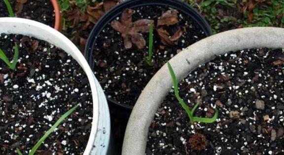 养花旧土该如何重复利用掌握这些，不用多费劲就能变成新土