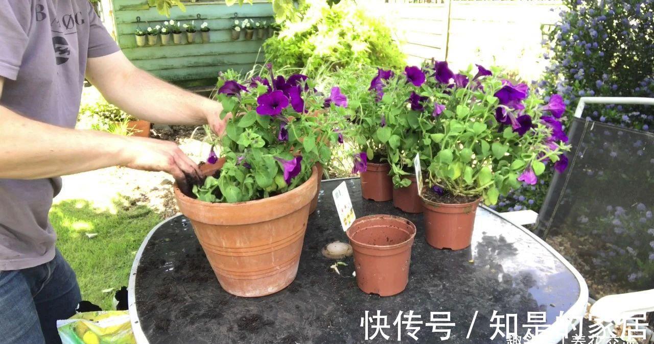 盆栽|养盆栽矮牵牛的时候掌握这几点，可以避免病虫害滋生