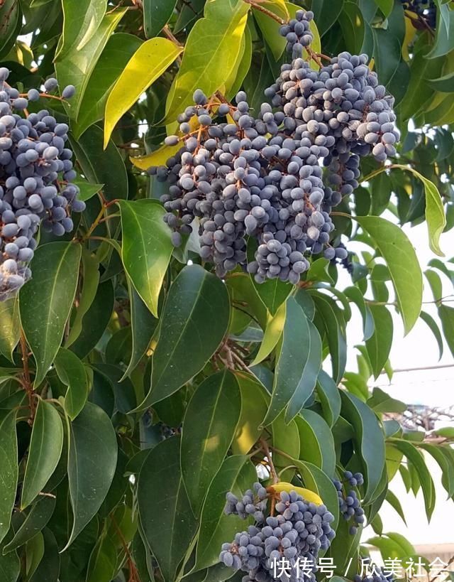 植物|它是养肝明目“特效药”,路边很常见,遇到别错过