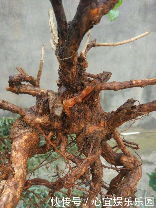 枸杞|没钱买花,野外去挖,插个枝就活,一年变昂贵的盆景,挂满红果果