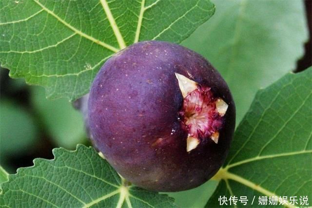 女人不想老太快,5种食物要多吃,美白养颜抗衰老,越吃越年轻