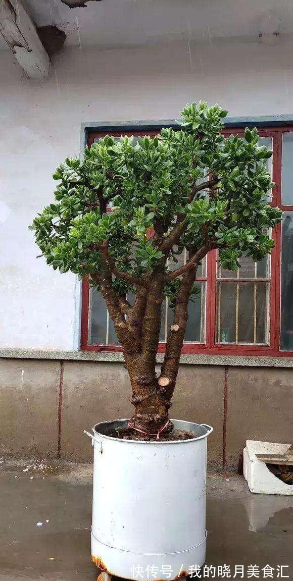 十种健康花,适合现在养,人养花花亦养人,越养空气越“干净”