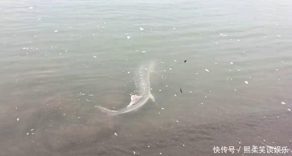 野生|洪水中大量鲟鱼靠岸,各地频繁有人钓获,是中华鲟吗?