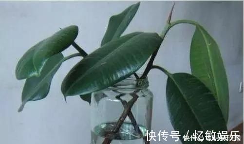 枝条|养花爱好者看过来这15种花现在“扦插”,生根快,一个周就长芽