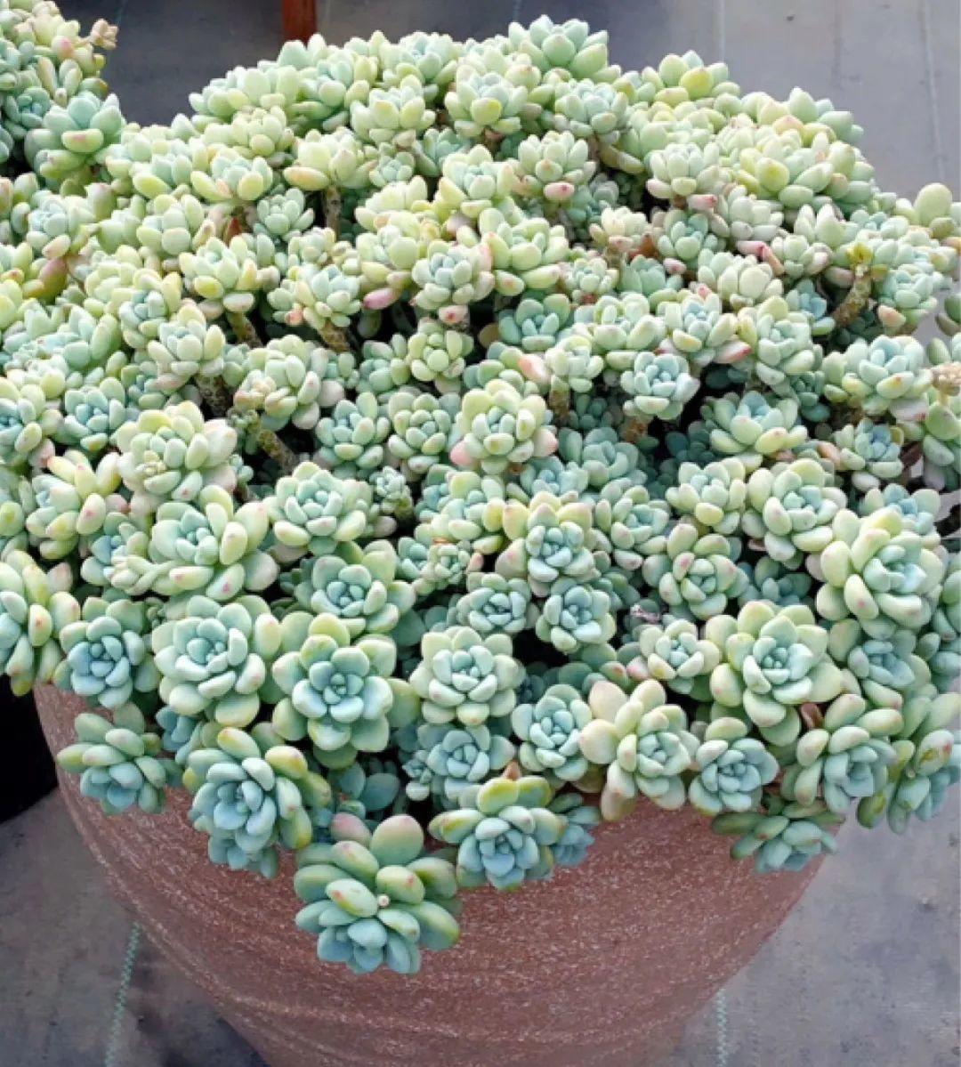 最小的盆,养最牛的花,还能开爆盆,真牛!