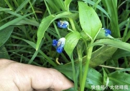 此种“野草”不多见,被称为“鸭跖草”,珍贵、值钱,请勿忽视