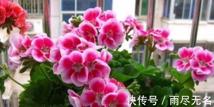 四种花常年开花易爆盆，被称为花卉界的劳模，谁见了都想养！