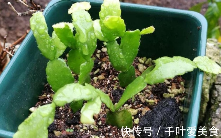 为什么说河沙养花厉害？因为有3大妙用！