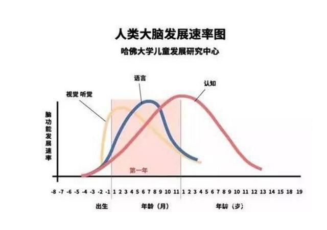 大脑功能|哈佛研究发现：孩子一生有三次“变聪明”的机会，家长要帮娃抓住