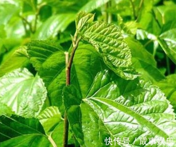 泡水|一“叶”治百病，用桑叶泡水喝，不仅降血糖，更有3大好处等着你