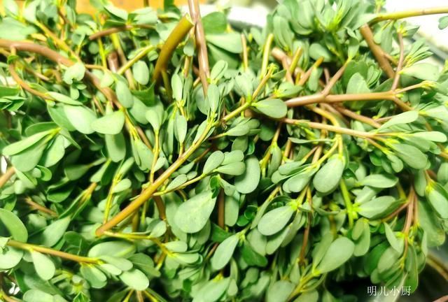 明儿|这野菜是“天然消炎药”,夏天遇到别放过,常吃食疗效果就是好