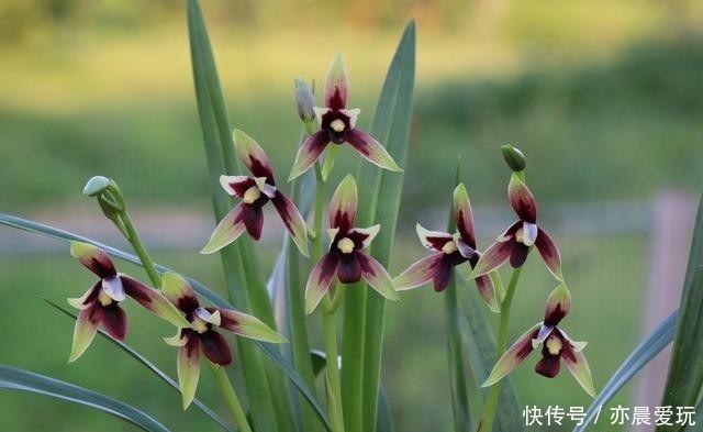 收藏|5大兰花的养护“技巧”,简单易学,抓紧收藏!