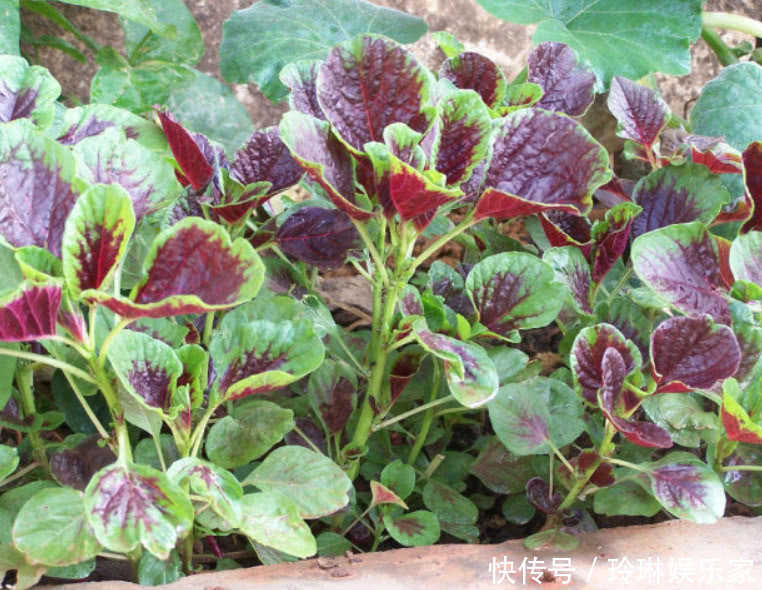 补血|这野菜比羊肉还补血,价值很高被人工种植,但市场还得12元1斤