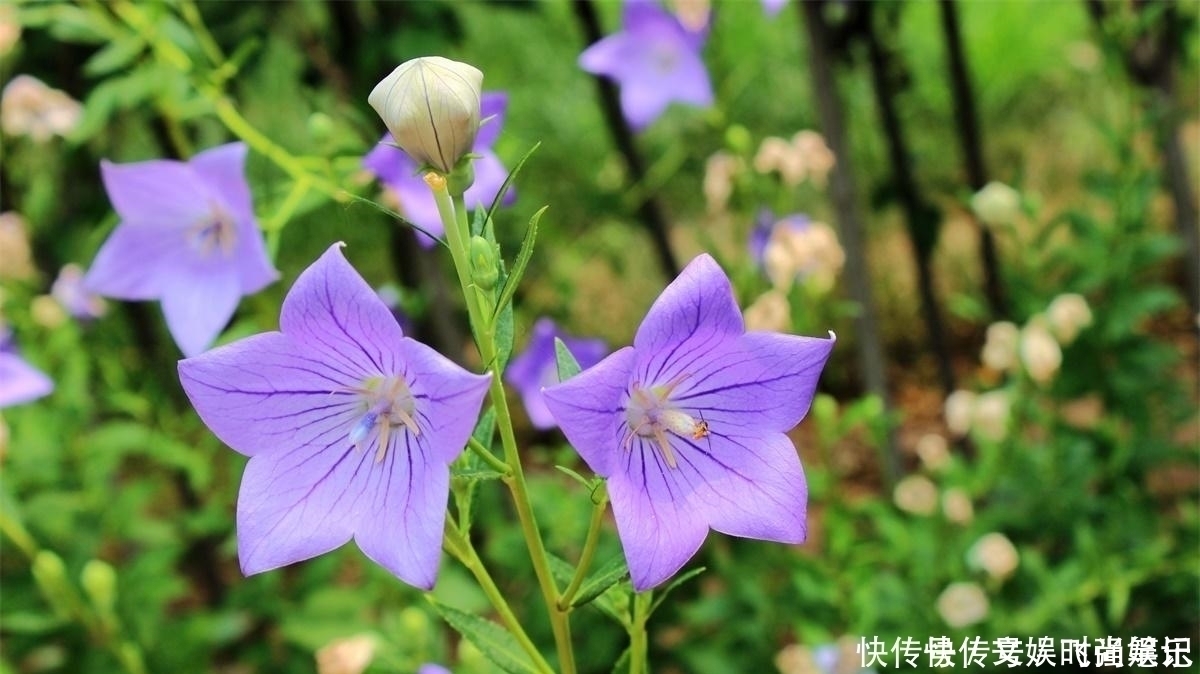 桔梗|农村一种特殊野菜，根似人参营养高，做成泡菜超下饭，见到别错过