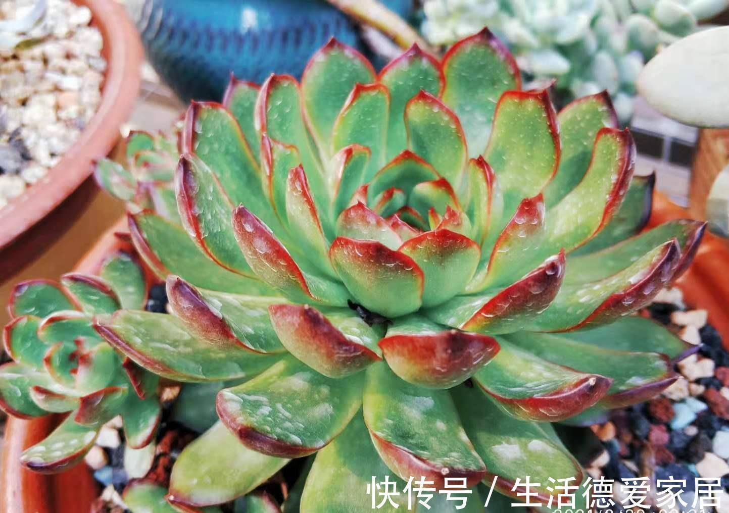 入秋后，多肉如果出现4种现象，说明它们已经睡醒，可以正常养护