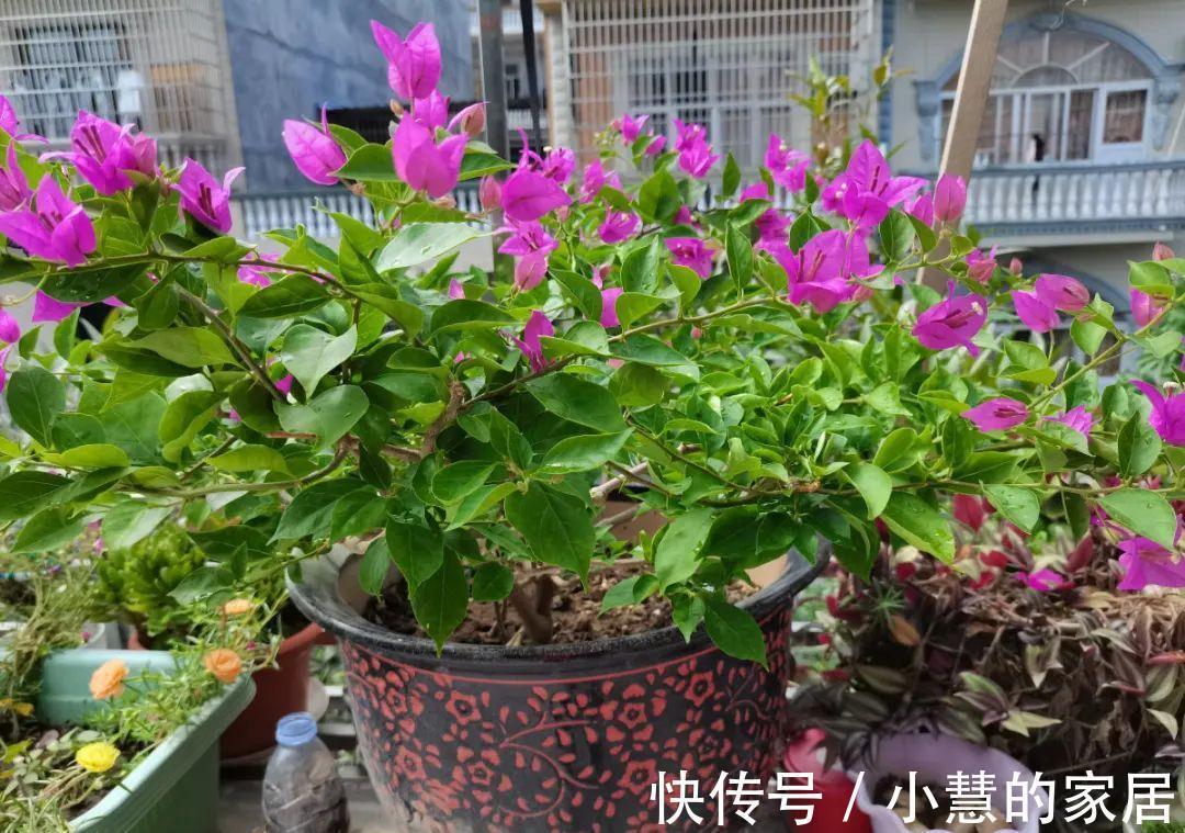 这花再不开，断水7天，杆子长满小花苞