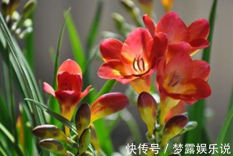 花卉|养花就养盆颜值高的花卉，四季开花，媲美玫瑰，观赏价值高，超美