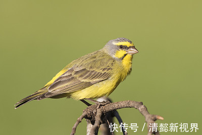 天底下|天底下最旺夫的2大生肖女，旺女成风，旺子成龙，助益老公三十年