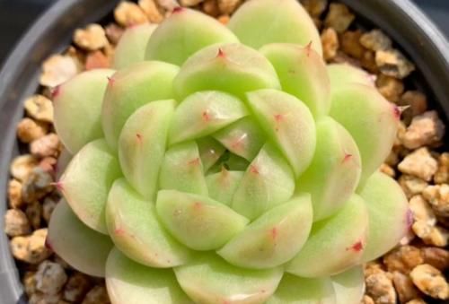 多肉如何养透?别把叶片冻伤和化水当成通透感,多肉养透要分品种