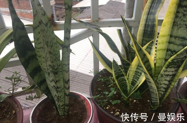 养虎尾兰,有一个“重点”,轻轻松松养爆盆,侧芽多,养10几年