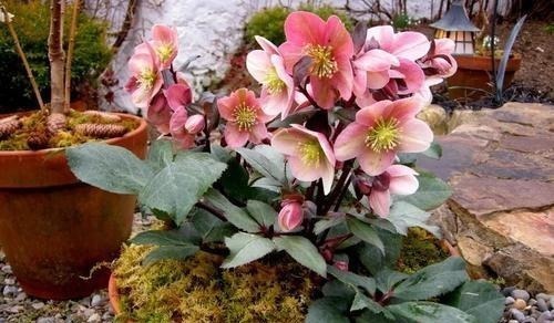 被名字耽误一生的6种花，土里土气，开花却“气度非凡”靓丽入眼