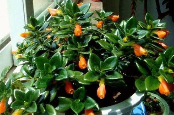 金鱼吊兰不开花用这种办法,猛爆“小金鱼”!