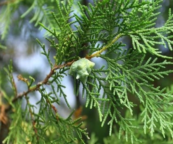 脱发|有了白头发不要急!一片树叶煮水洗头,白发秃发都可以得到改善