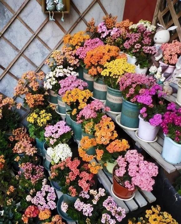 留基部|养长寿花要“下狠手”,学会“巧修剪”,疯长侧芽,越开花越多