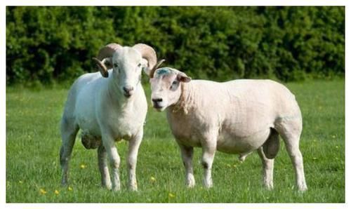 羊人|“天上凤凰，地上金羊”：这些年份出生的生肖羊，一生运势极佳！
