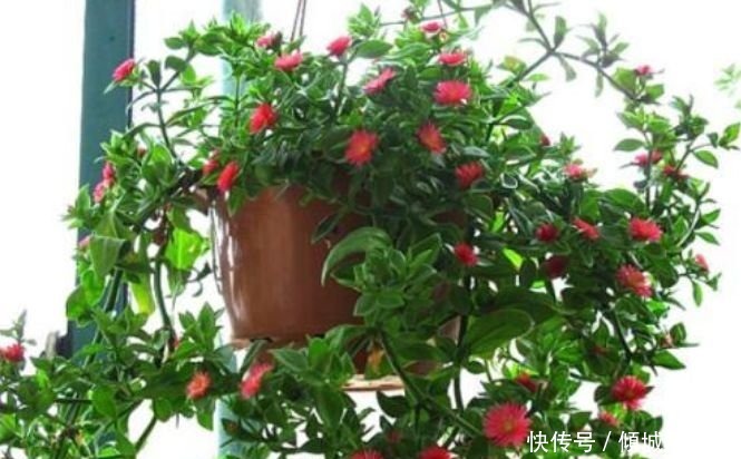 4种花适合新手养，不用费心，开花爆盆很简单，满树都是花朵